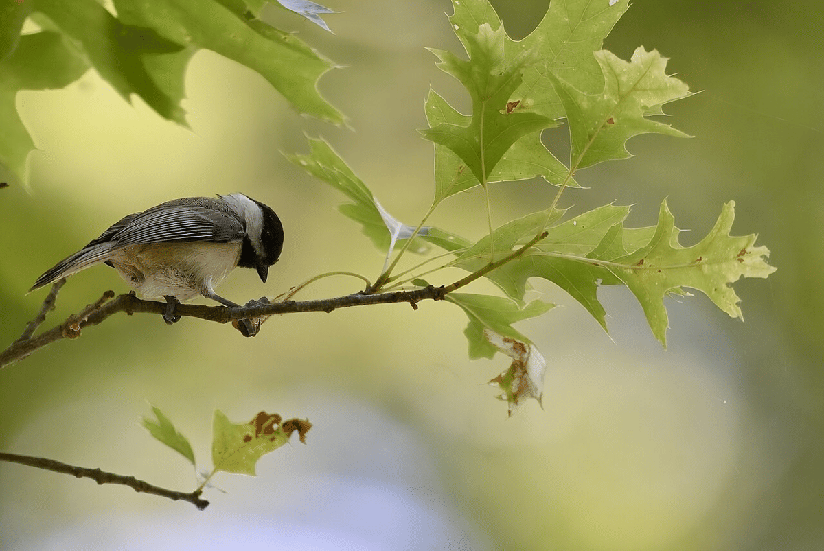 carolina chickadee