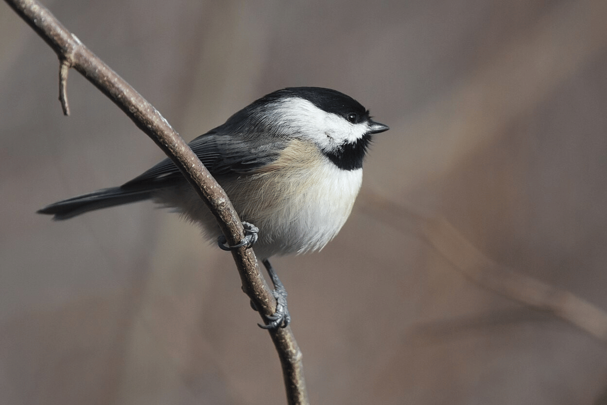 carolina chickadee