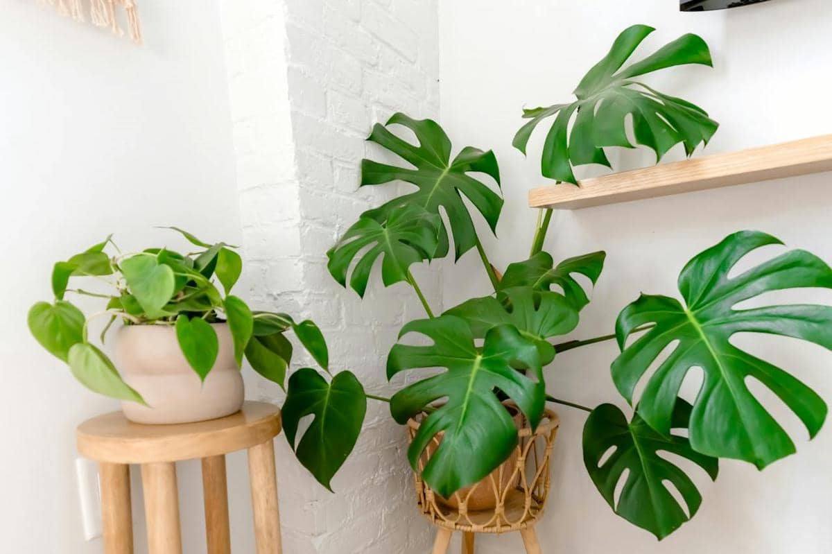 ilustrasi philodendron di sudut ruangan