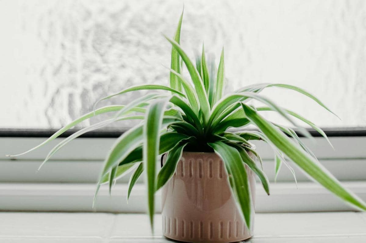 ilustrasi spider plant