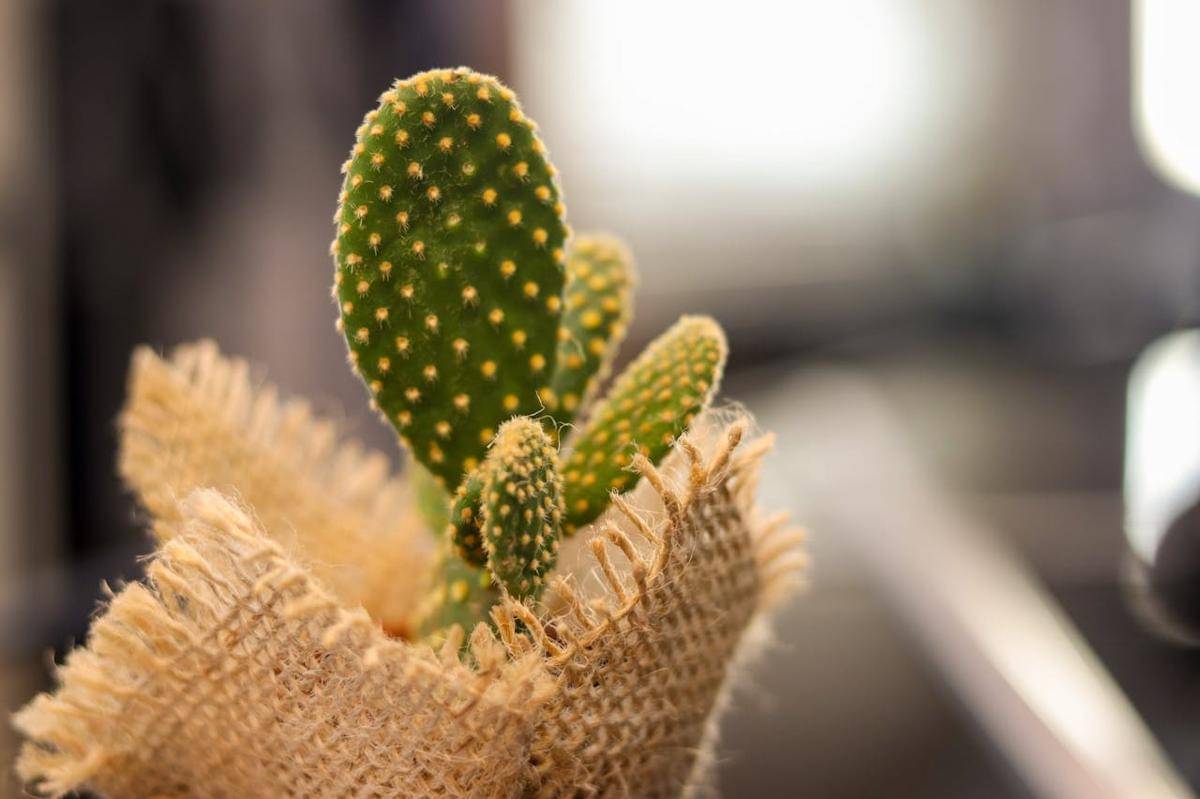 ilustrasi kaktus kelinci