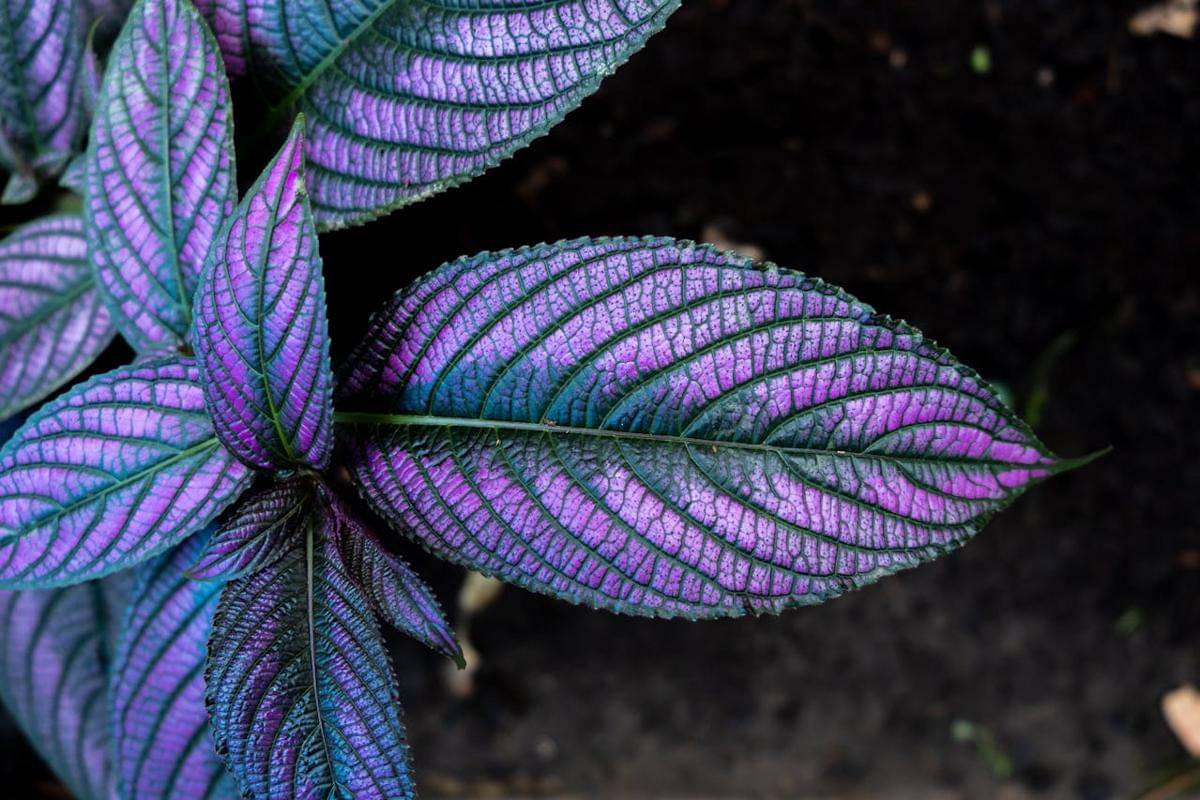 ilustrasi persian shield
