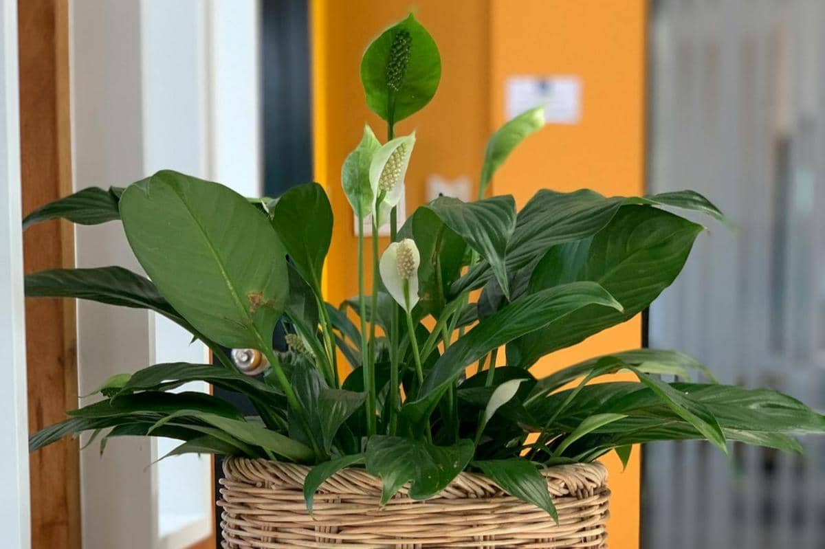 ilustrasi peace lily