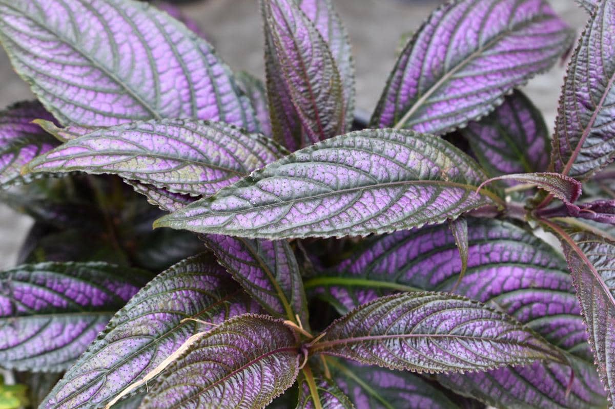 ilustrasi persian shield