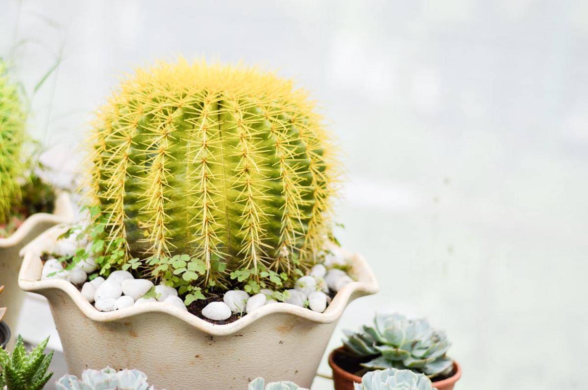 ilustrasi kaktus bola