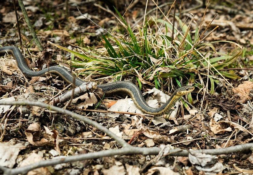 Potret seekor ular di atas daun kering