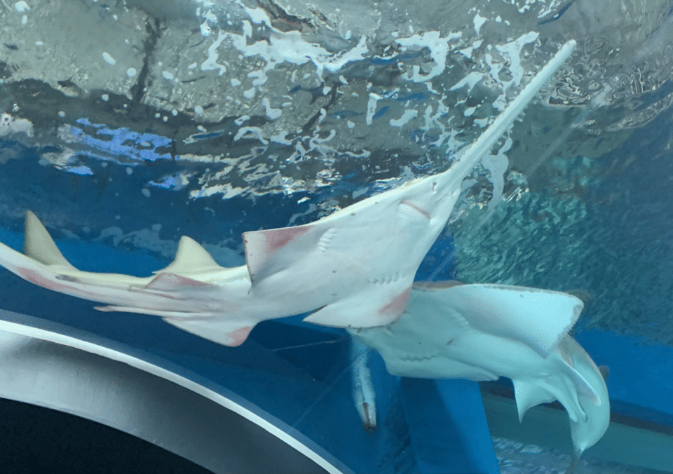 dua ekor pari gergaji gigi besar yang sedang berenang