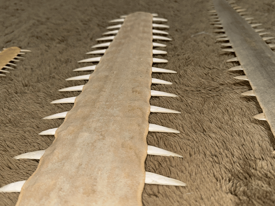 Rostrum milik pari gergaji gigi besar punya nilai ekonomi yang tinggi sehingga mereka dijadikan target buruan oleh banyak orang.