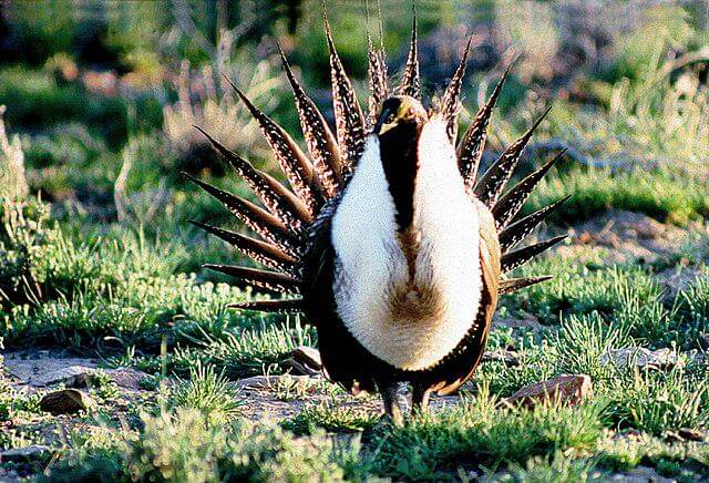 potret burung sage grouse