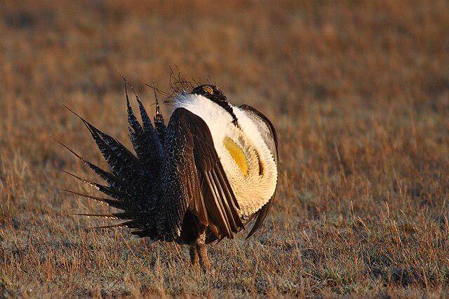 potret burung sage grouse