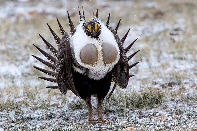 potret burung sage grouse
