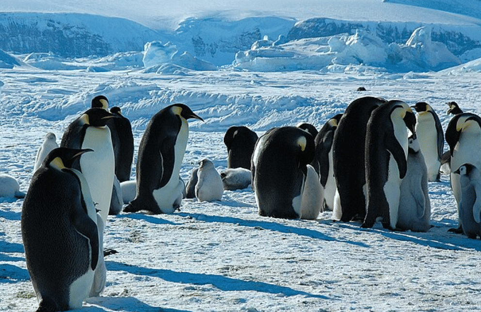 potret emperor penguin