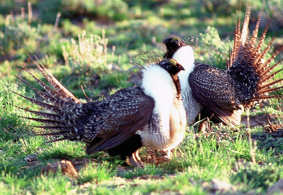 potret burung sage grouse