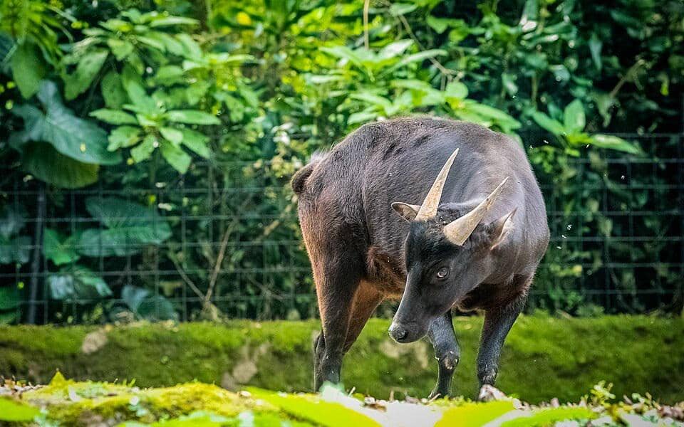 Anoa dataran rendah dipelihara di Taman Safari Indonesia.