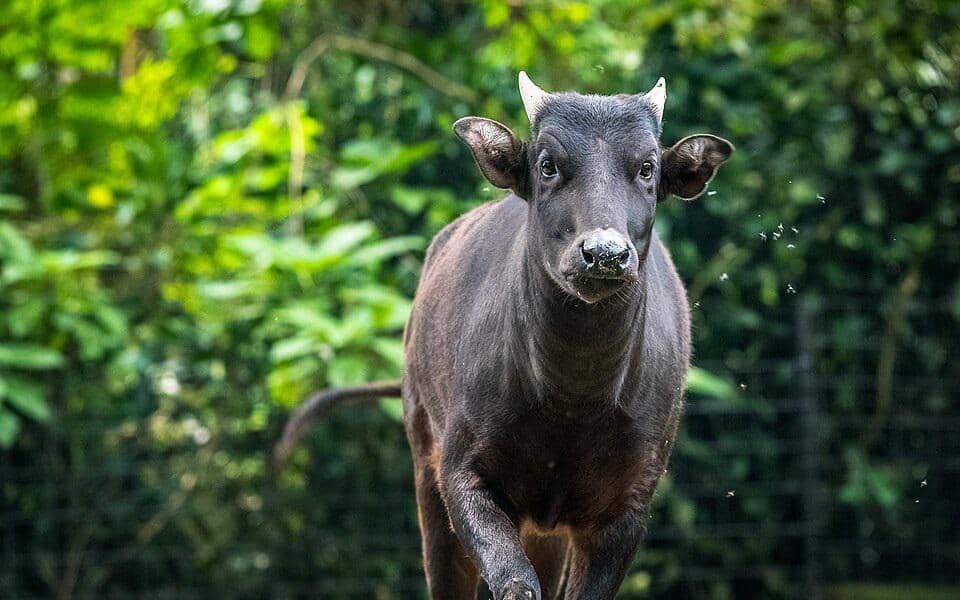 potret anoa dataran rendah