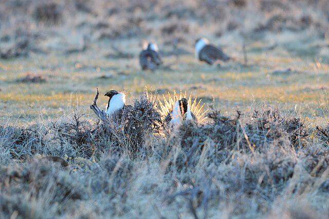 potret burung sage grouse