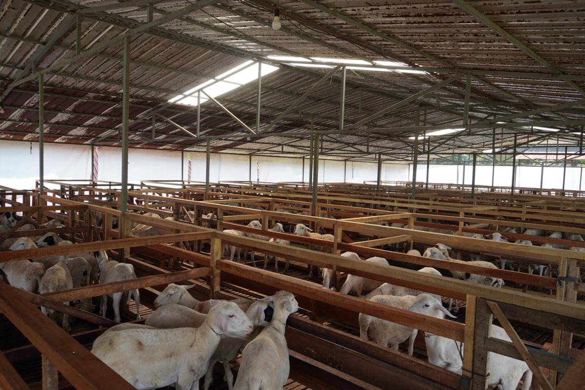 Bri, bri kendal, brilian farm