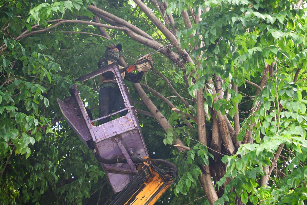 Perampingan Pohon (6).jpg