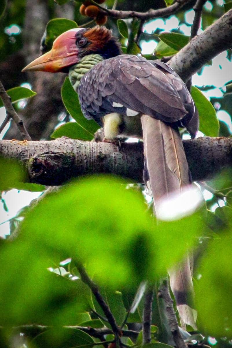 Helmeted Hornbill Betina