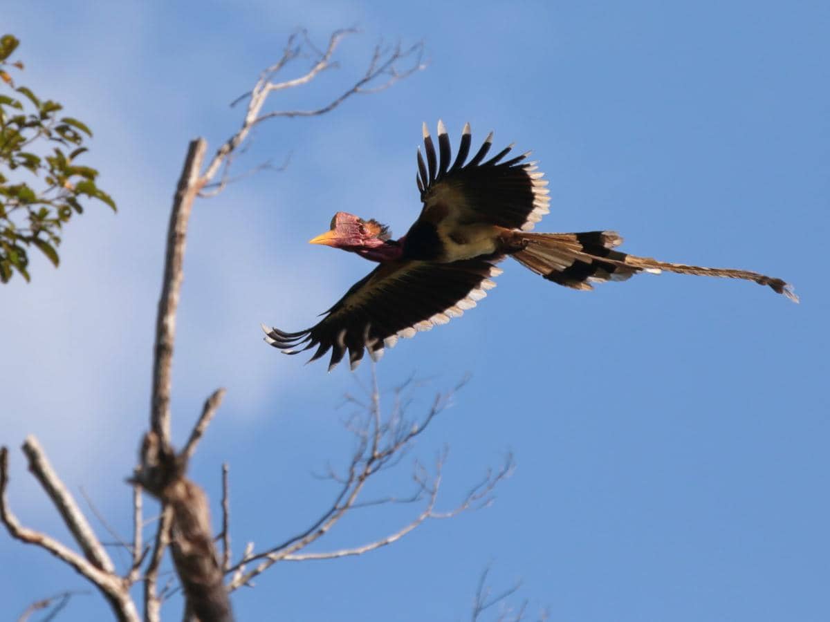 Helmeted Hornbill 