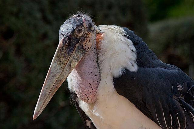 burung marabou stork