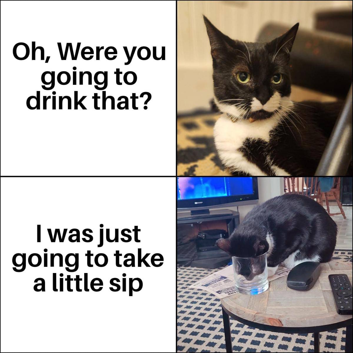 meme kucing minum