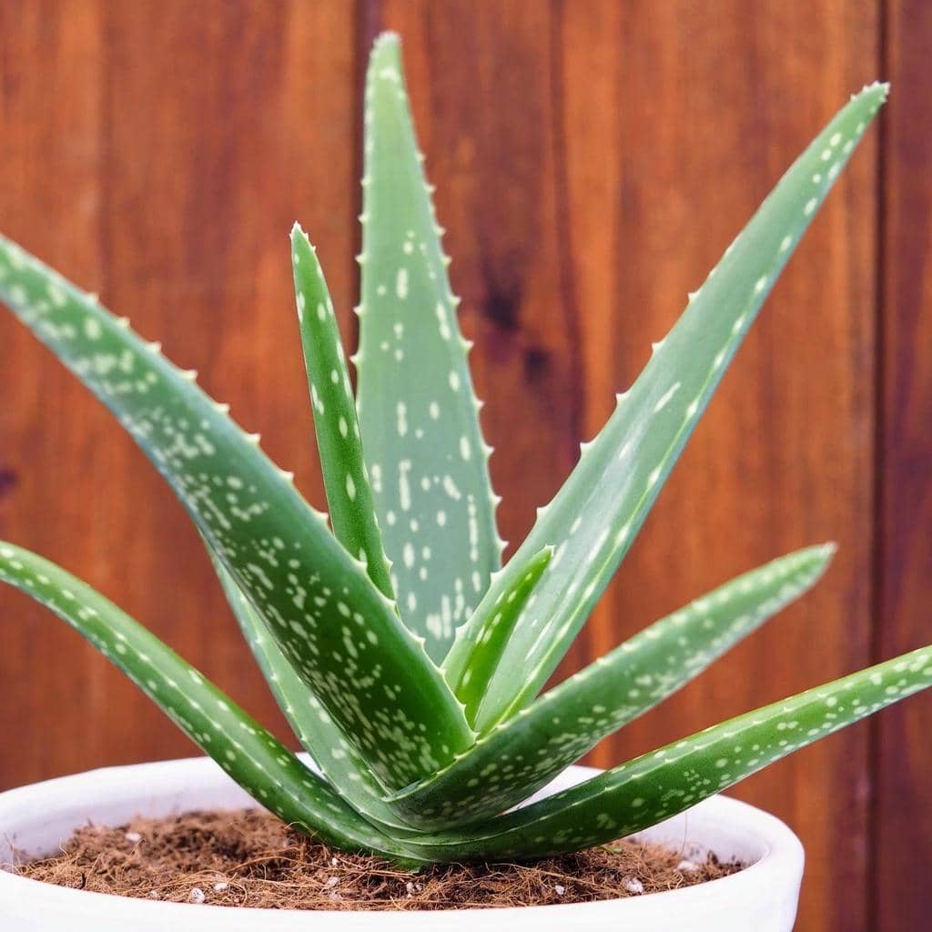 tanaman aloe vera 