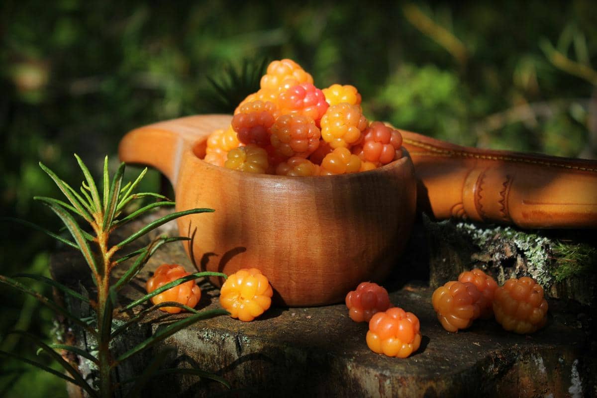 potret cloudberry matang, si buah emas dari Arktik