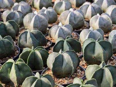 ilustrasi bishop’s cap