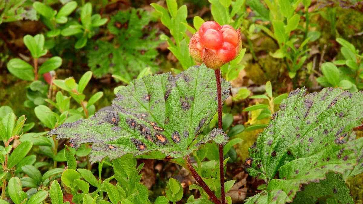 potret cloudberry, buah yang mengandung banyak nutrisi