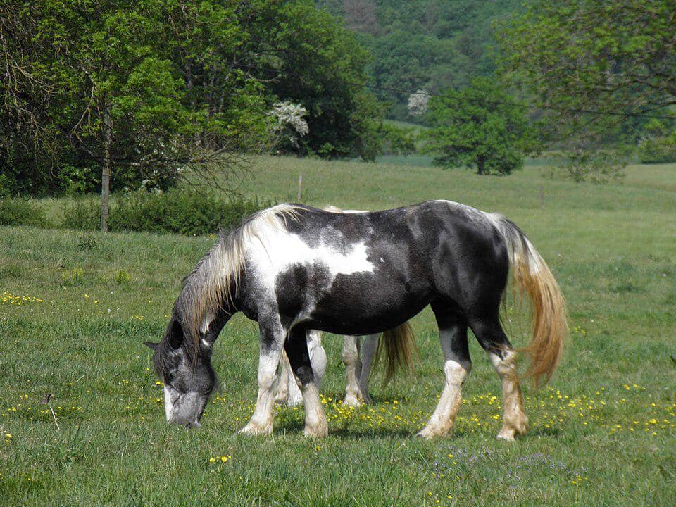 Kuda gypsy vanner