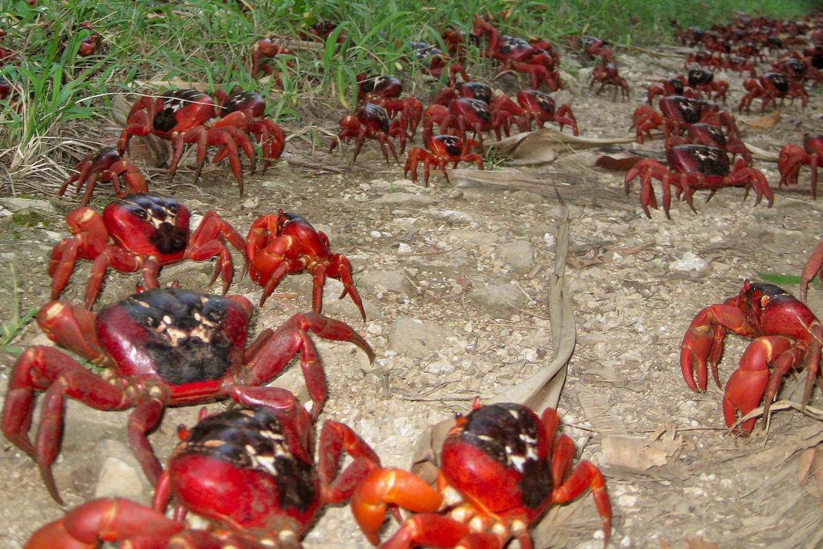 Kepiting merah bermigrasi di Pulau Natal