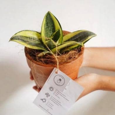 Tanaman Lidah Mertua