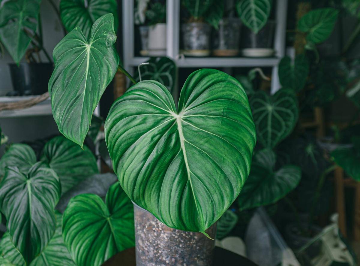 ilustrasi philodendron heartleaf