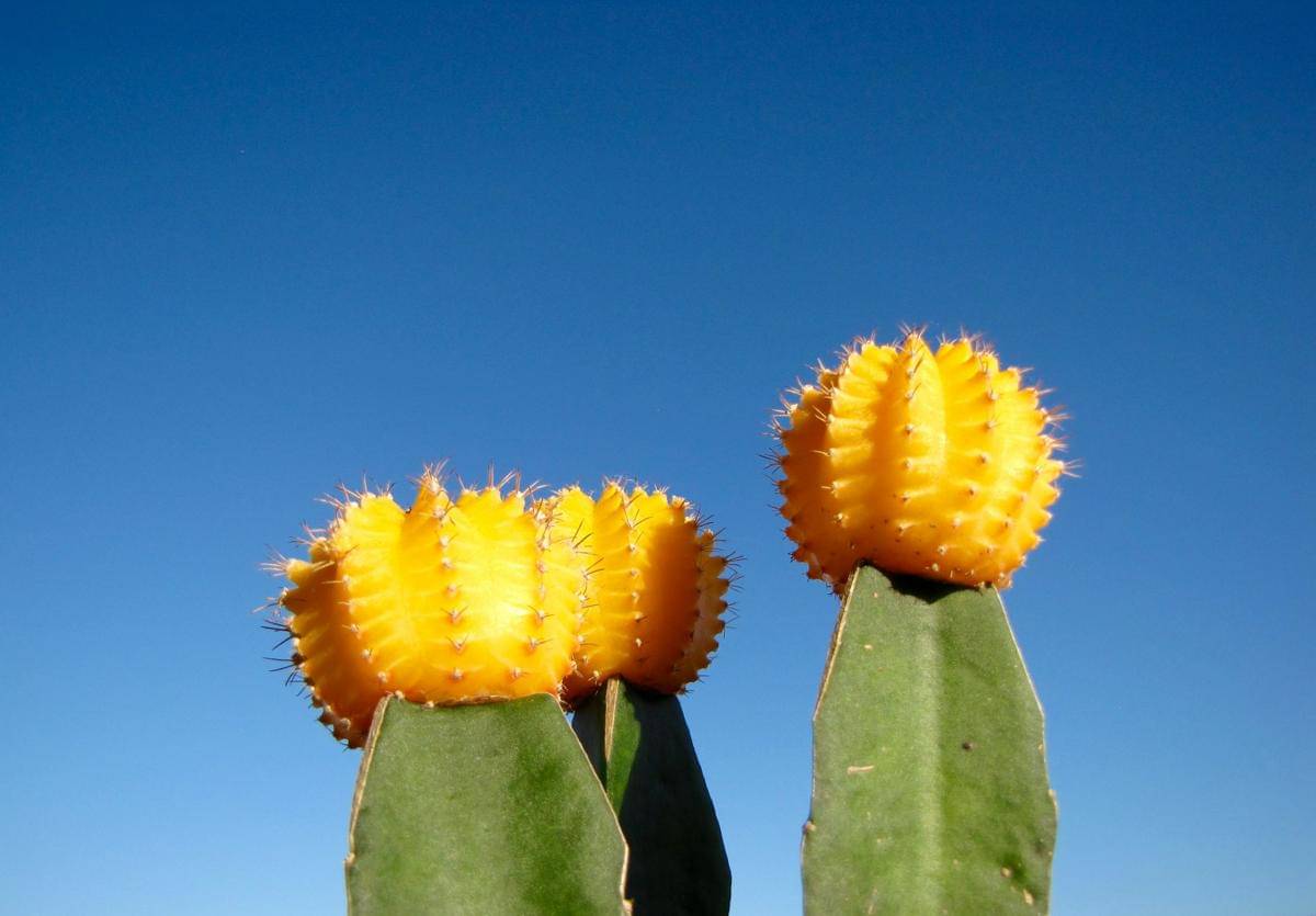 ilustrasi moon cactus