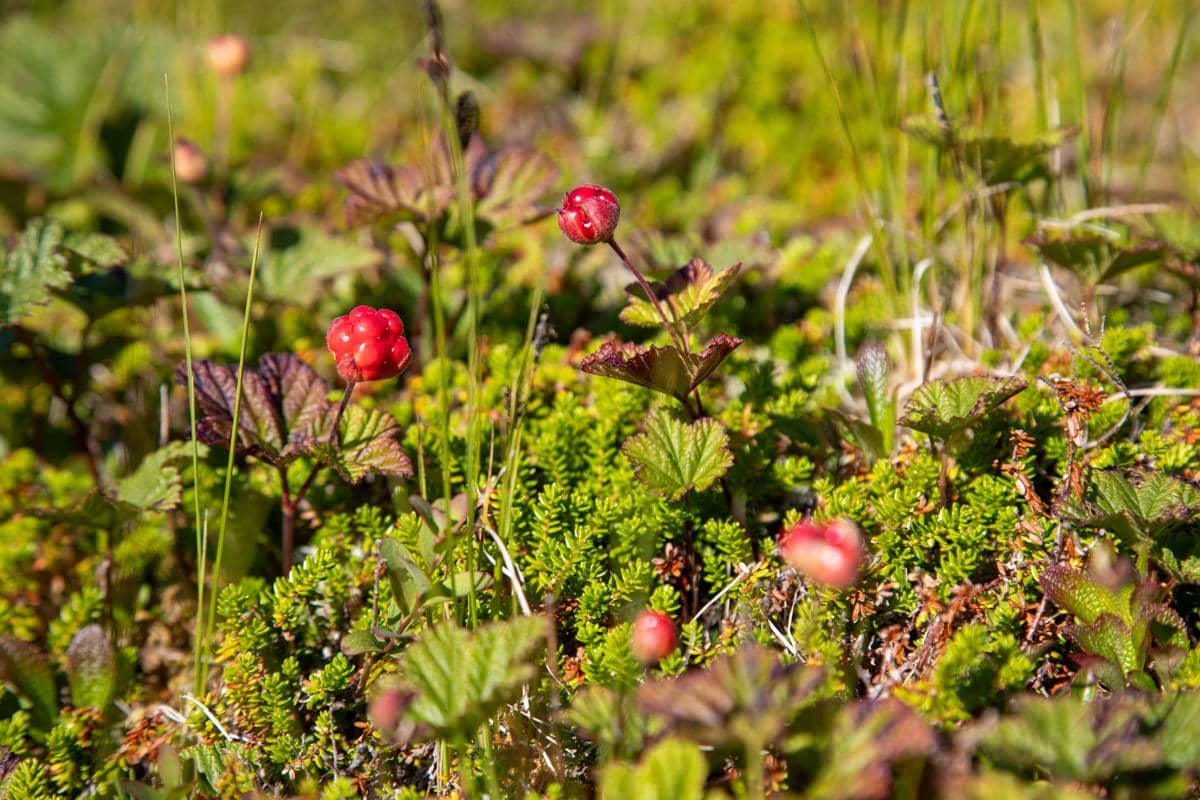 potret cloudberry di alam liar, pemetikannya diatur oleh tradisi dan hukum lokal
