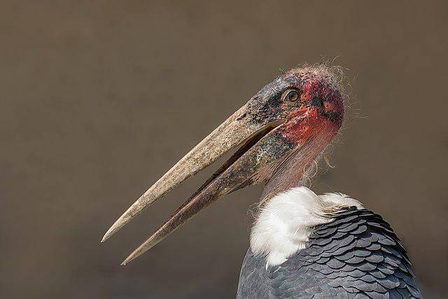 potret burung marabou stork 