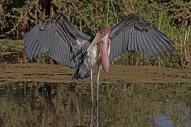 potret burung marabou stork