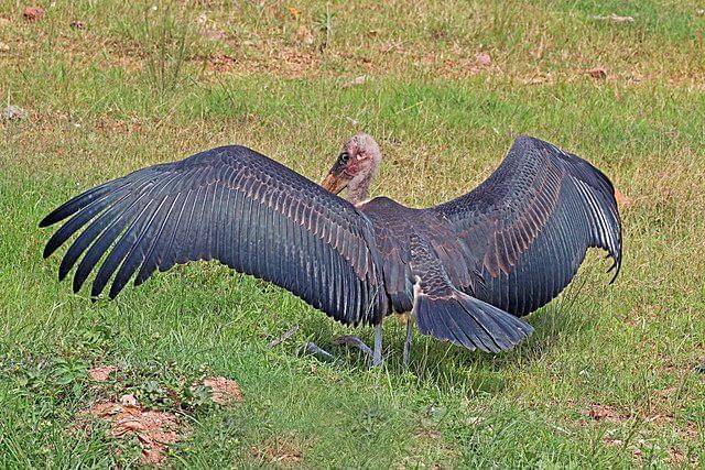potret burung marabou stork