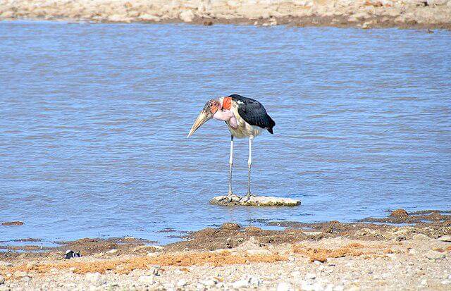 potret burung marabou stork 