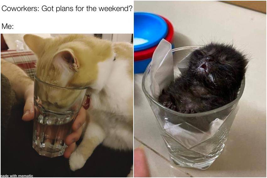 kolase meme kucing minum