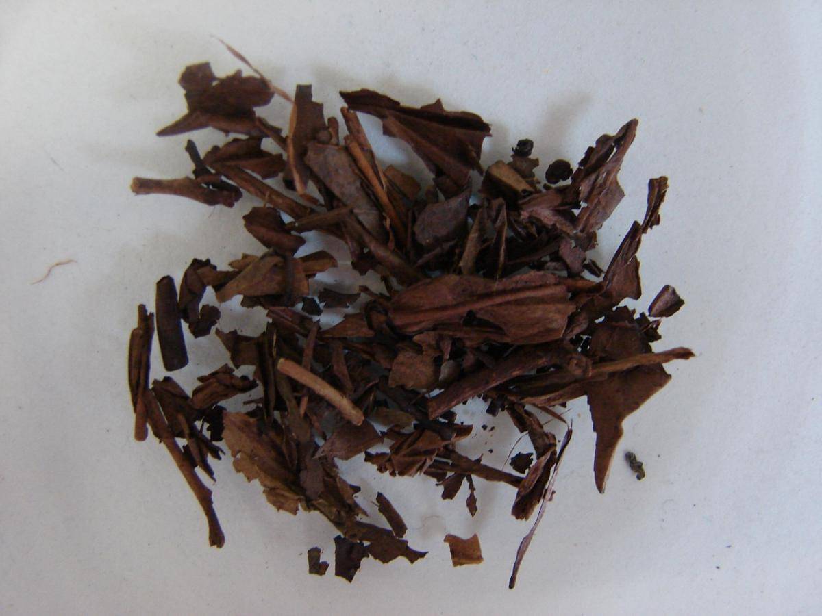 ilustrasi daun teh hojicha