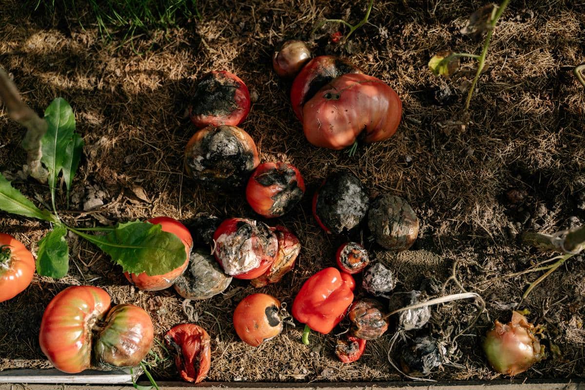 Sampah organik pertanian 