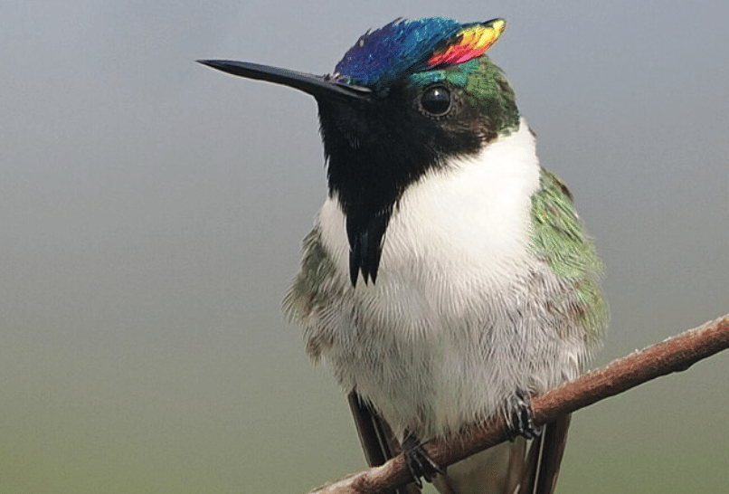 potret burung horned sungem