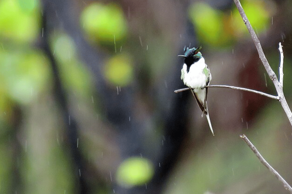 potret burung horned sungem