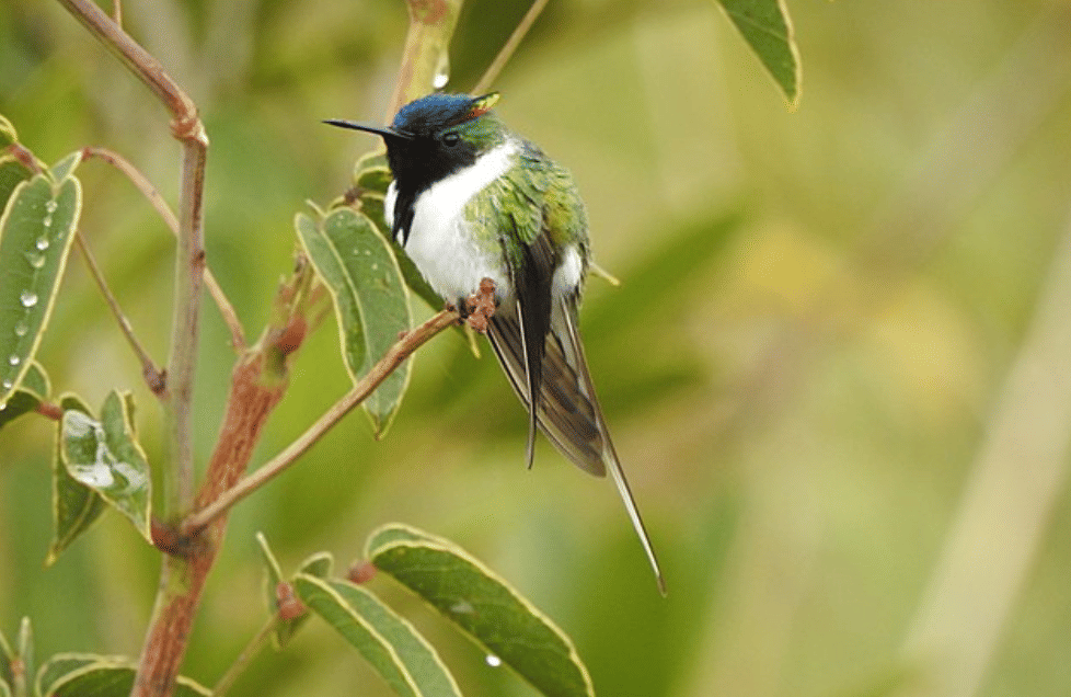 potret burung horned sungem