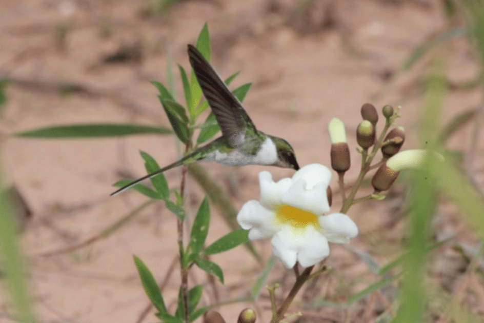 potret burung horned sungem