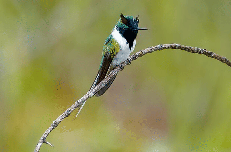 potret burung horned sungem