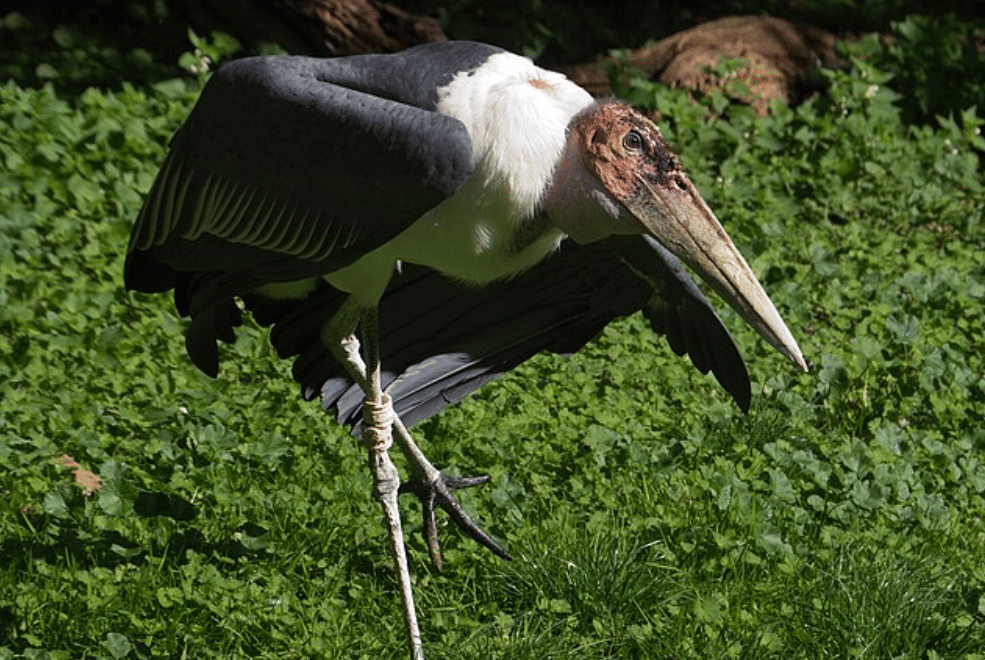 potret burung marabou stork