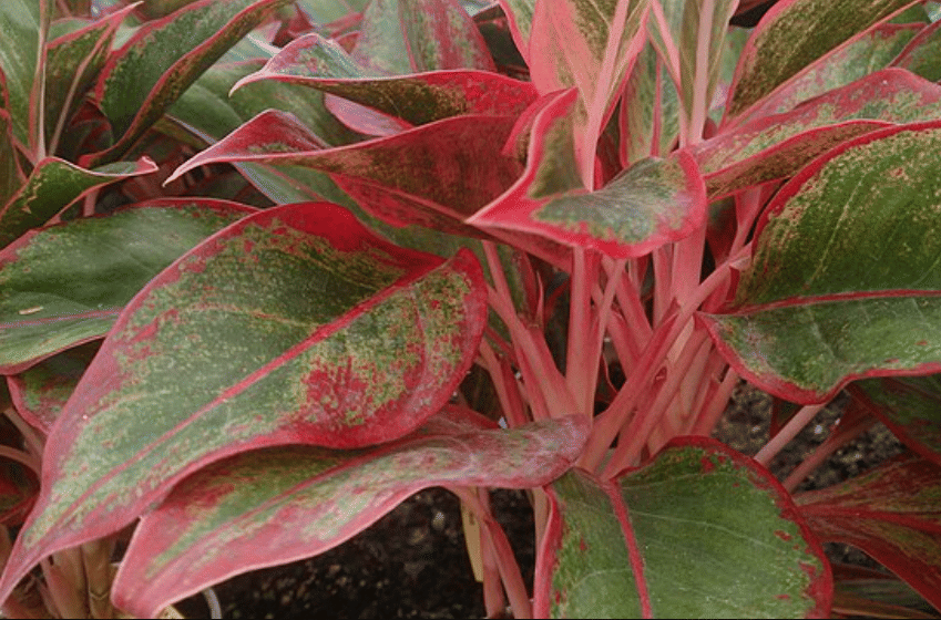 potret aglaonema siam aurora